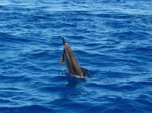 Swim with Dolphins on a Half Day Tour of the Ogasawara Islands