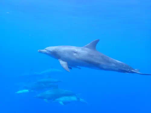 Swim with Dolphins on a Half Day Tour of the Ogasawara Islands