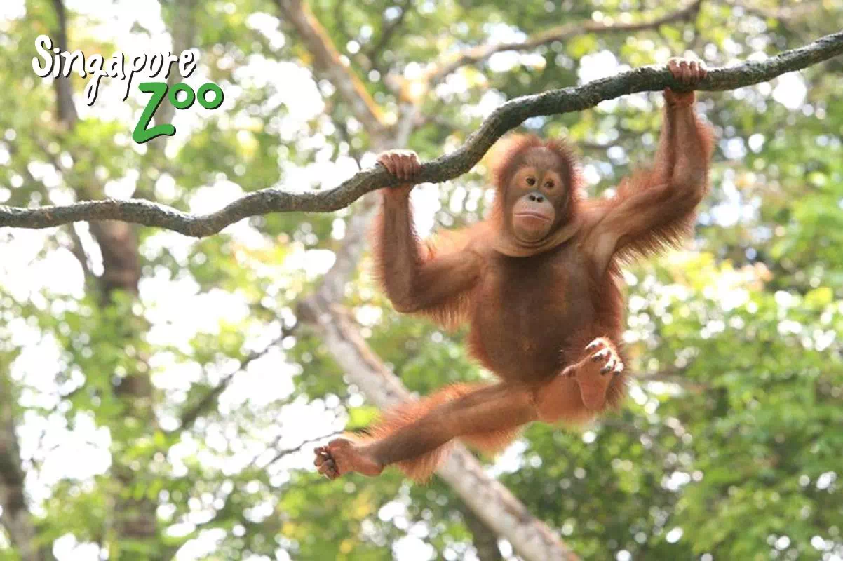 Full Day Singapore Zoo Admission and Wildlife River Safari with Hotel Pick-up