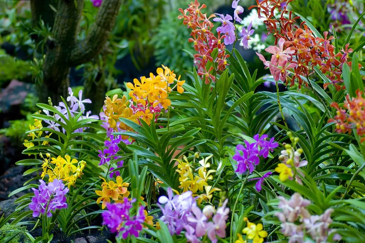 Private City Tour of Singapore with Entry to National Orchid Garden