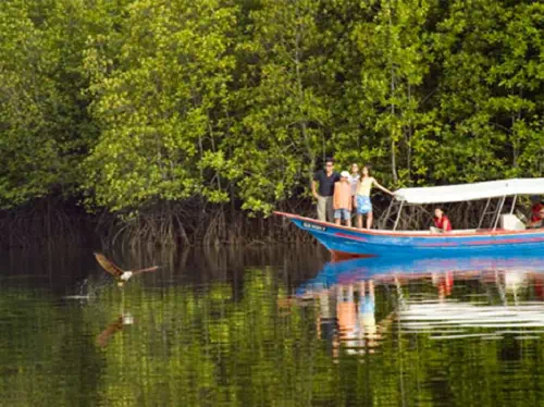 Langkawi Mangrove Forest and Eagle Watching Half Day Tour