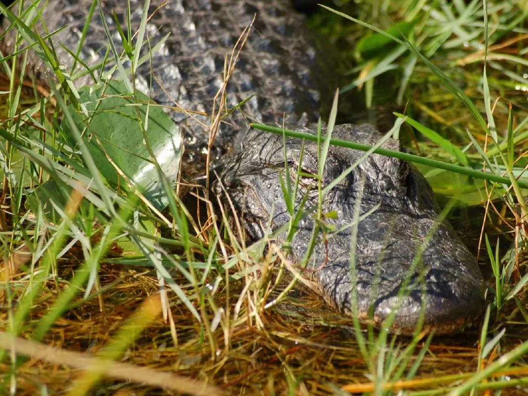 Everglades Airboat Adventure Tour from Miami with Alligator Show