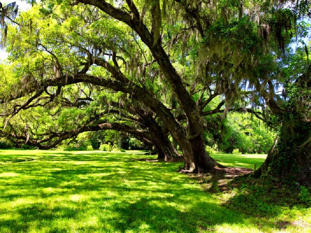 Full Day Sightseeing Tour to Two New Orleans Plantations with Guide