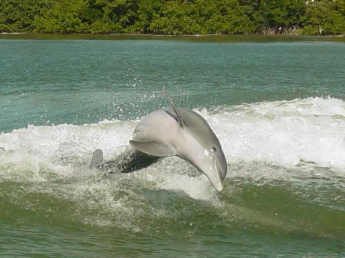 Clearwater Beach Dolphin Watching Cruise & Self-Guided Sightseeing Tour