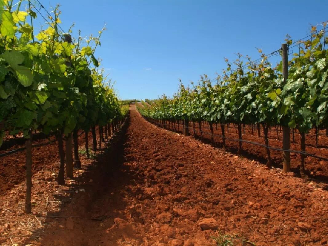 Azeitão and Alentejo Private Tour from Lisbon with Wine Tastings