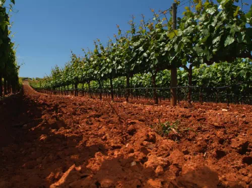 Azeitão and Alentejo Private Tour from Lisbon with Wine Tastings