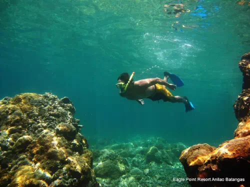 Anilao Batangas Full Day Diving Tour from Manila with Hotel Pick-up