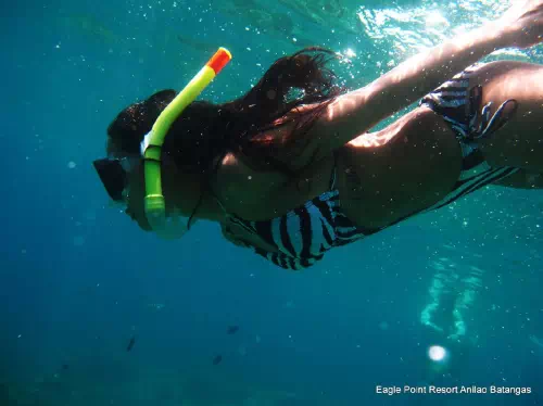 Anilao Batangas Full Day Diving Tour from Manila with Hotel Pick-up