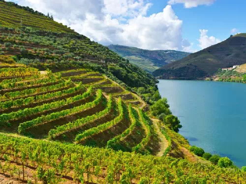 Douro Valley Wine Tour from Porto with Wine Tastings and Lunch