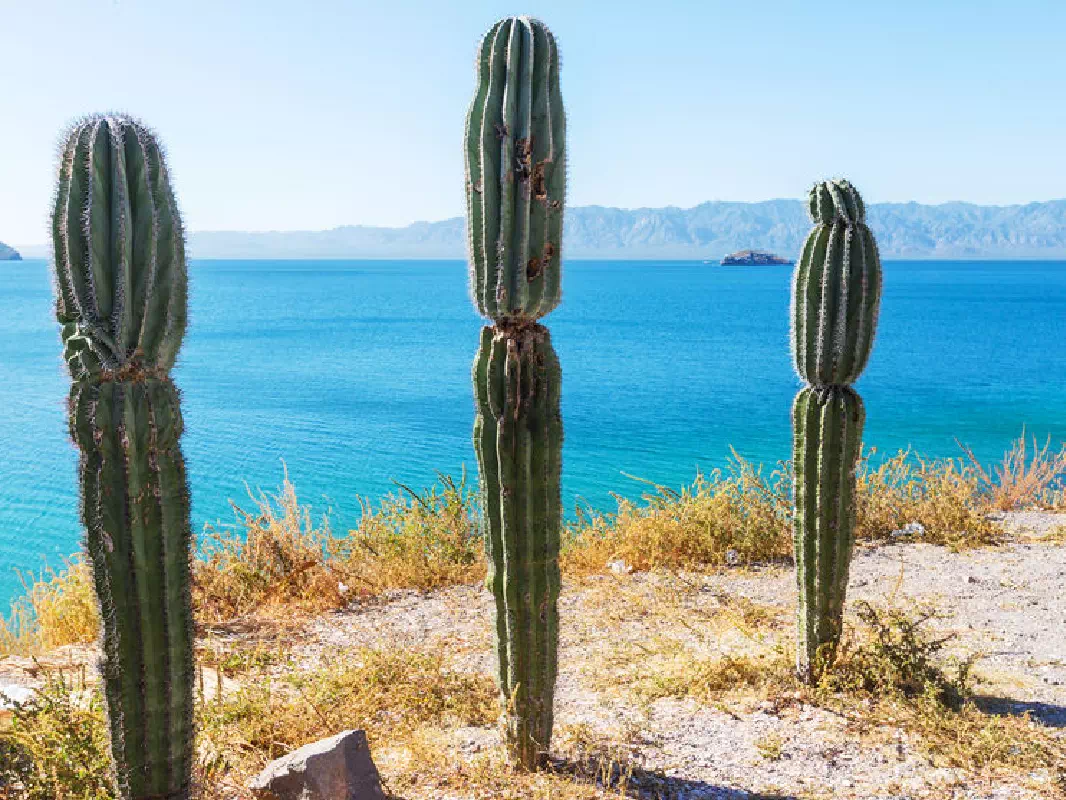 Full Day Baja Coast and Tijuana Sightseeing Tour