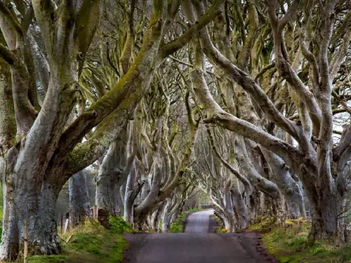 Game of Thrones Ireland Locations Tour from Belfast with Giant's Causeway