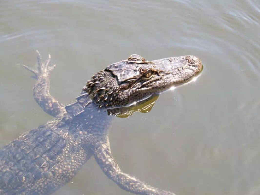 Louisiana Swamp and Bayou Half Day Airboat Tour from New Orleans