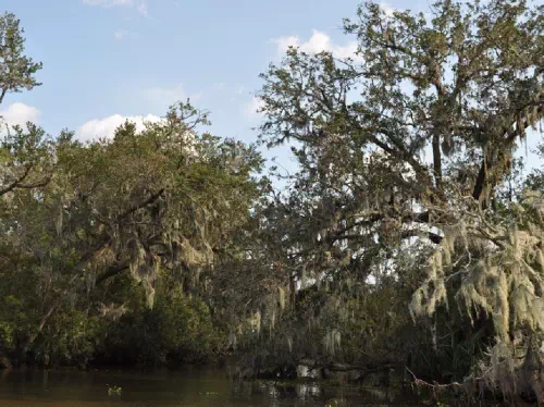 Louisiana Swamp and Bayou Half Day Airboat Tour from New Orleans