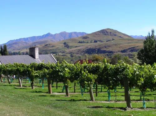Half Day Wine Tasting Tour with Optional Cheese and Craft Beer Tasting
