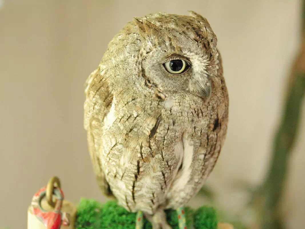 Meet Cute Owls and Birds at Owl Cafe WATAWATA in Nara