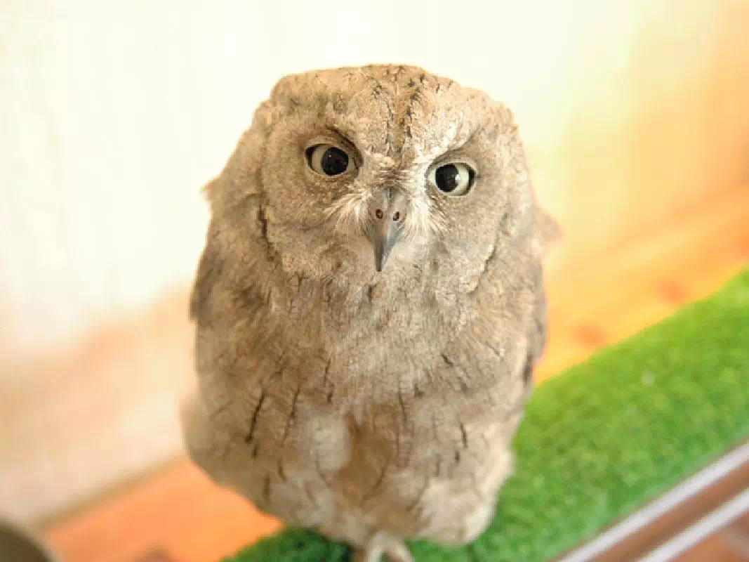 Meet Cute Owls and Birds at Owl Cafe WATAWATA in Nara