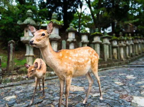 Kyoto & Nara 1-Day Tour to Arashiyama, Fushimi Inari & Nara Deer Park from Kyoto