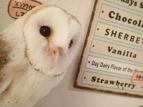Reservations for Owl de Base Owl Cafe in Hiroshima