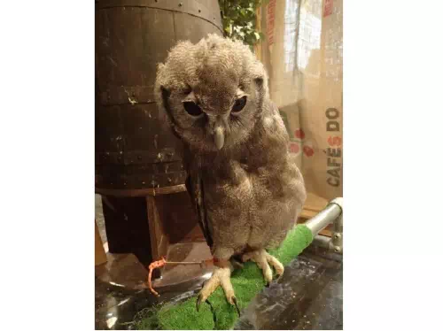 Reservations for Owl de Base Owl Cafe in Hiroshima