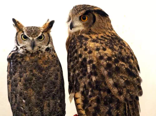 Owl Cafe Reservations in Osaka: Play, Feed and Photograph Cute Owls