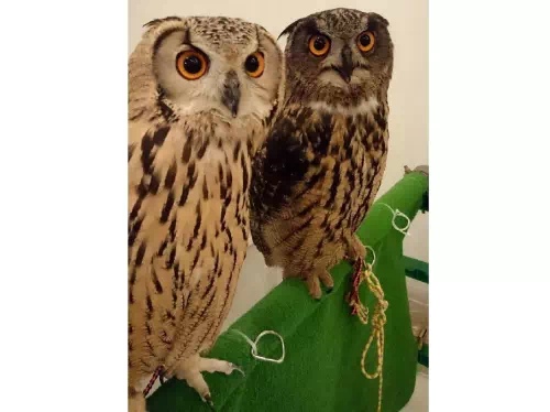 Owl Cafe Reservations in Osaka: Play, Feed and Photograph Cute Owls