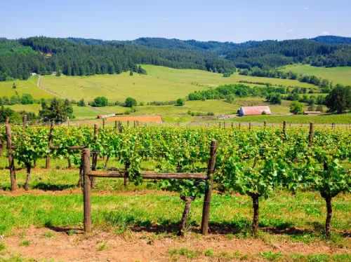 Willamette Valley Winery and Wine Tasting Tour from Portland