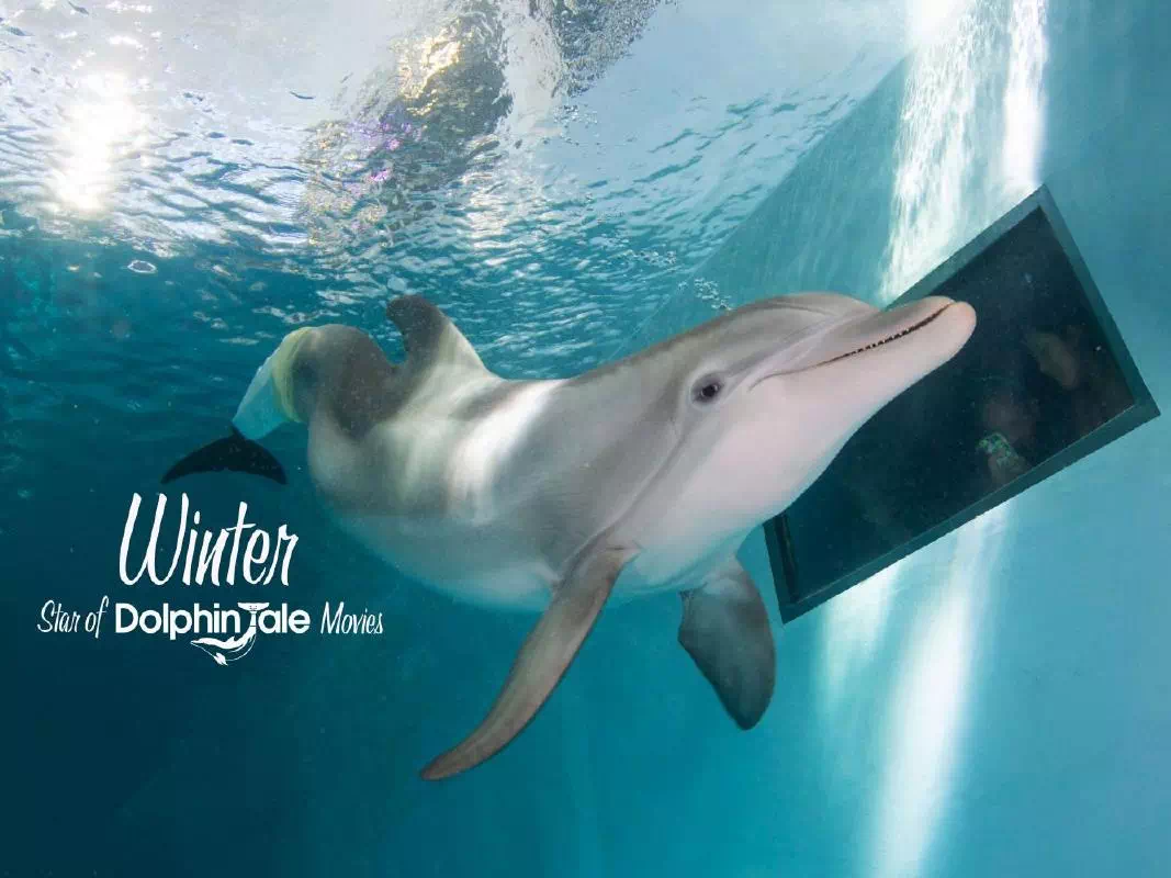 Clearwater Marine Aquarium Admission & Winter's Dolphin Tale Exhibit