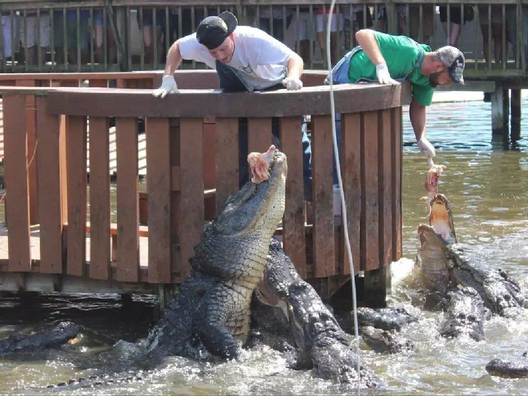 Gatorland Alligator Theme Park & Airboat Ride Adventure Combo