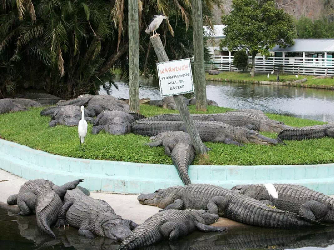 Gatorland Alligator Theme Park & Airboat Ride Adventure Combo