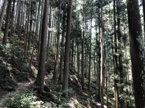 Mt. Yoshino Hiking Tour in Nara with English-Speaking Local Guide