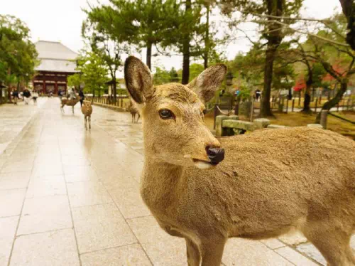 Nara World Heritage Sites Afternoon Tour from Kyoto