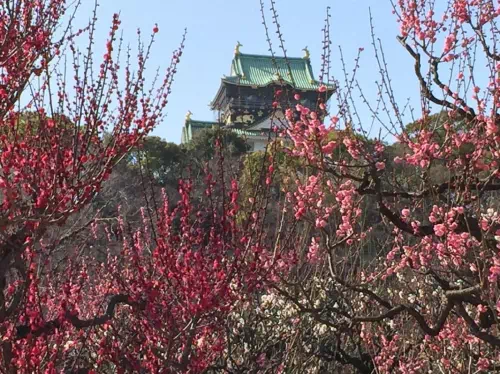 Morning Walking Tour of Osaka Castle with Osaka Museum of History