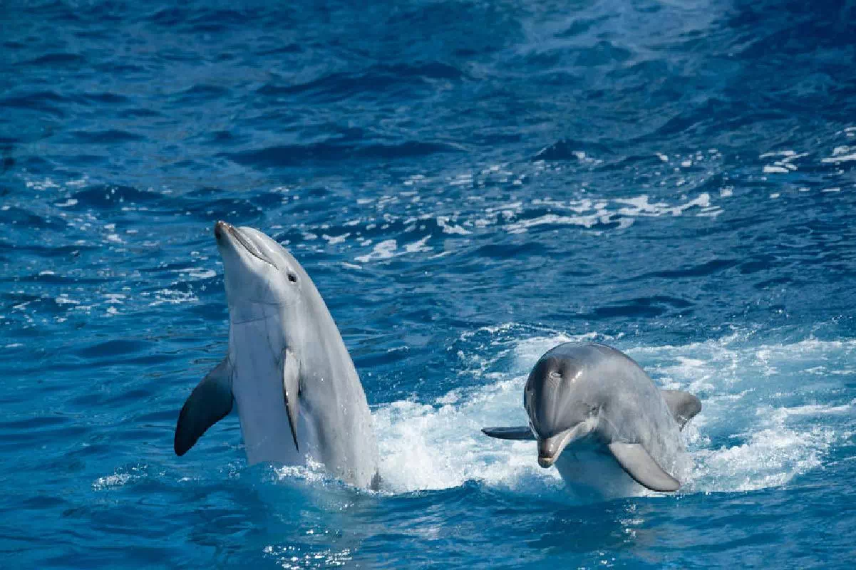 Bay of Islands Cruise and Swim with Dolphins Experience from Auckland