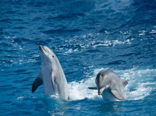 Bay of Islands Cruise and Swim with Dolphins Experience from Auckland