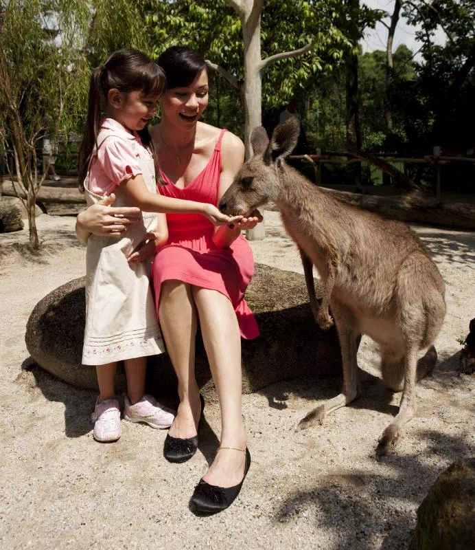 Singapore Zoo Tour by Minivan