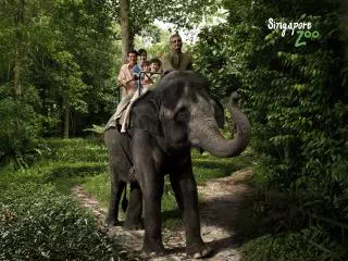 Singapore Zoo Tour by Minivan