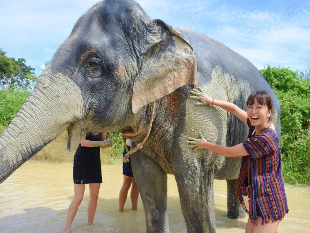Pattaya Elephant Jungle Sanctuary Ethical Half Day Experience