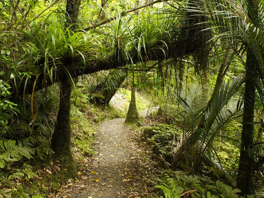 Auckland City and Wilderness Experience Tour with Guided Rain Forest Walk