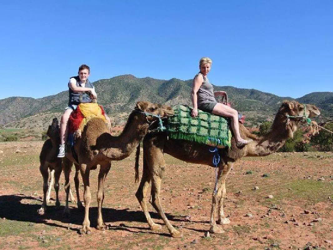Atlas Mountains and Camel Ride Small Group Day Trip from Marrakech 