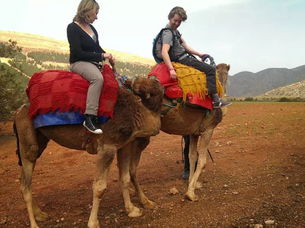 Atlas Mountains and Camel Ride Small Group Day Trip from Marrakech 