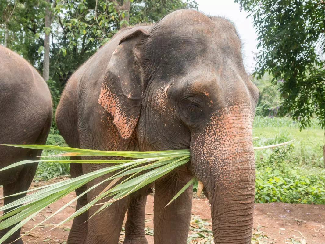 Phuket Elephant Jungle Sanctuary Full Day Tour with Optional Hotel Pick-Up