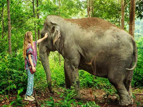Phuket Elephant Jungle Sanctuary Full Day Tour with Optional Hotel Pick-Up