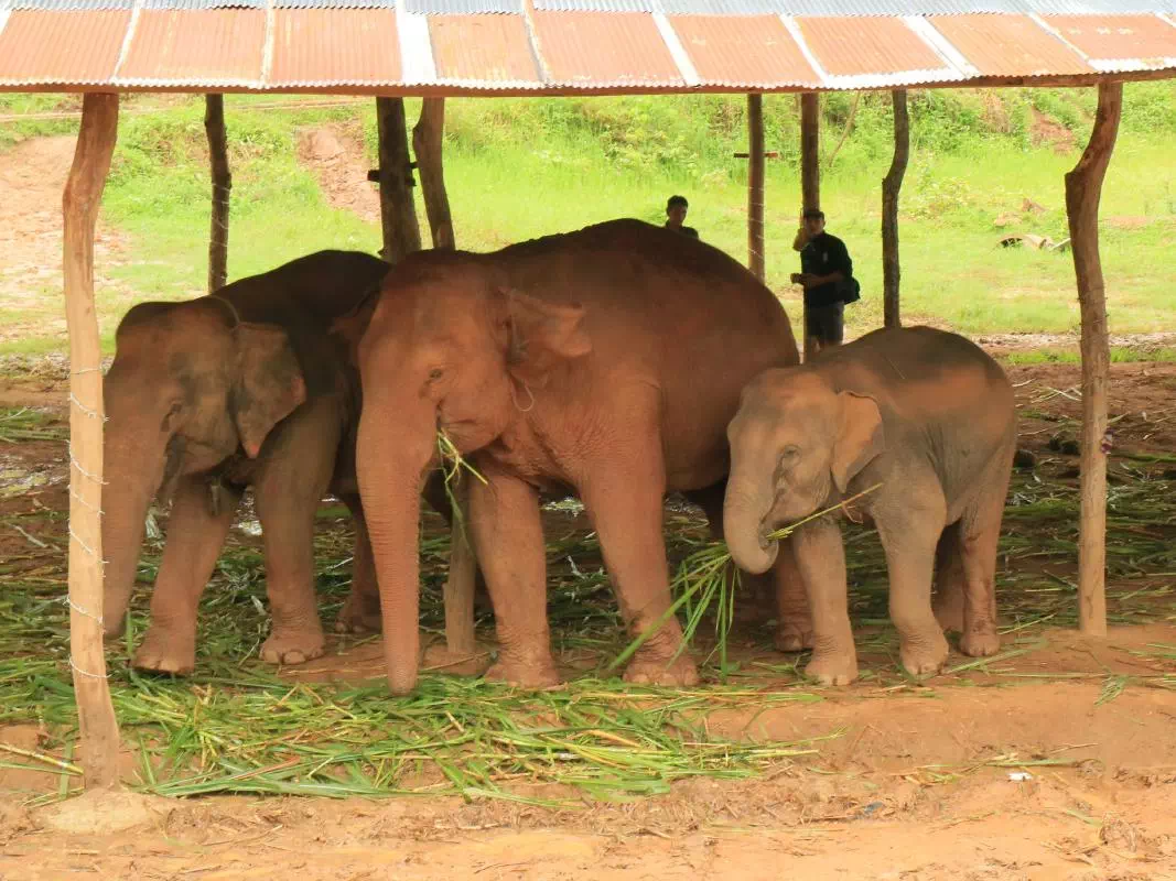 Private Chiang Mai Elephant Experience and Sanctuary Tour