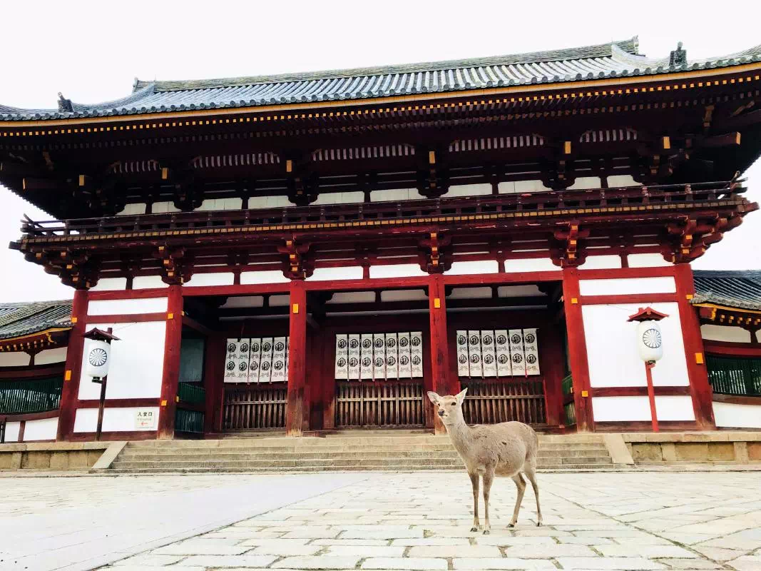 Nara Afternoon Tour to Todaiji Temple and Kasuga Taisha Shrine from Osaka