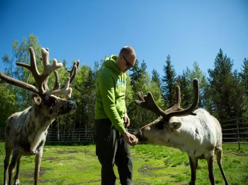Lapland Riverboat Cruise with Reindeer Farm Visit 