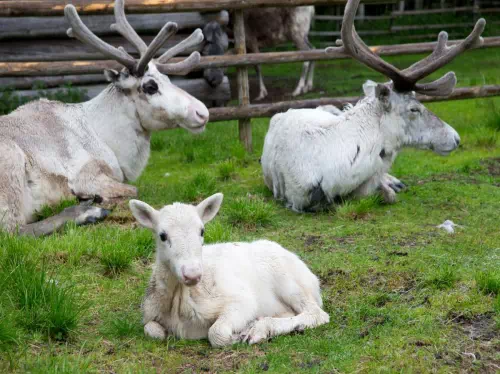 Lapland Riverboat Cruise with Reindeer Farm Visit 
