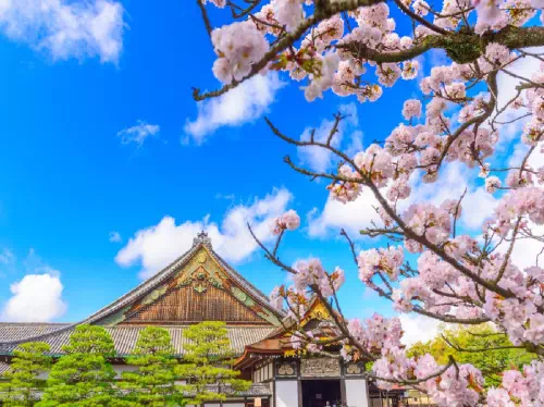 Tokyo to Kyoto 1-Day Tour by Shinkansen with Afternoon Leisure Time