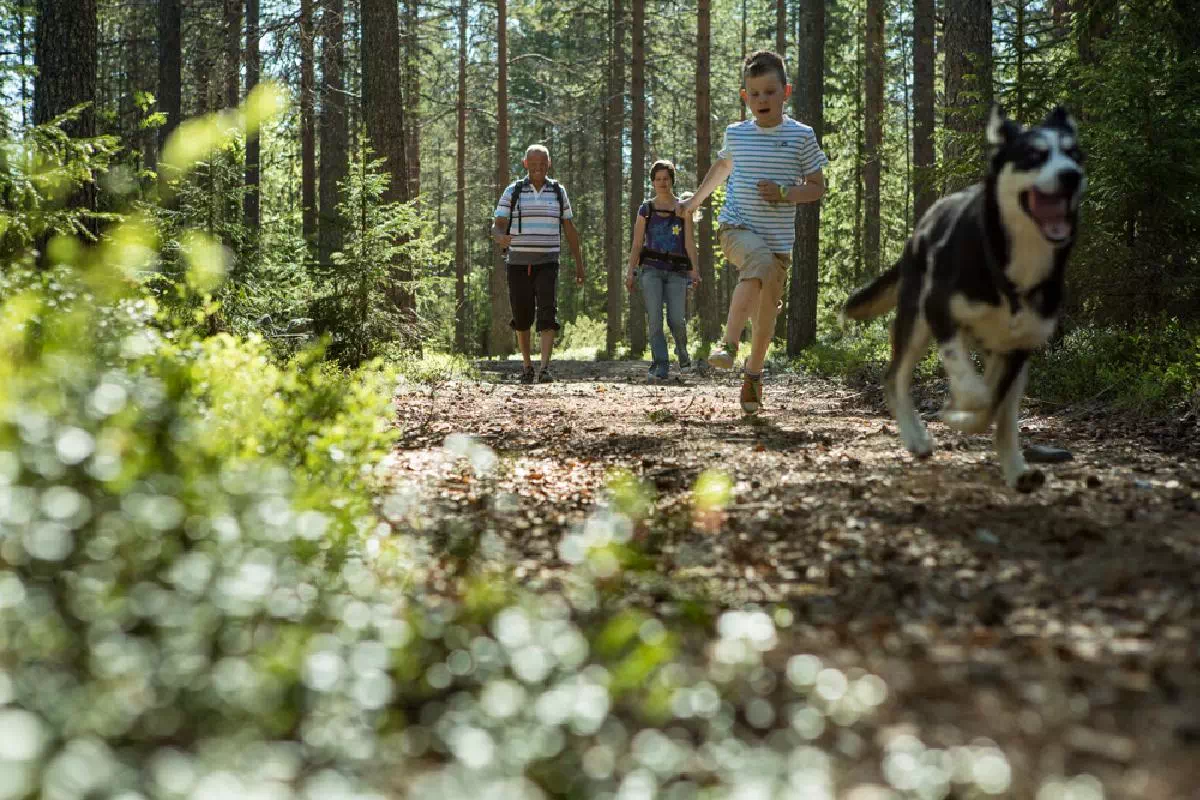 Lapland Husky Half Day Hiking Tour from Rovaniemi