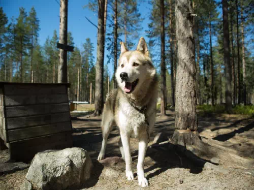 Lapland Husky Half Day Hiking Tour from Rovaniemi