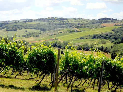 Tuscany Wine Tour from Florence in a Small Group with Olive Oil Sampling & Lunch